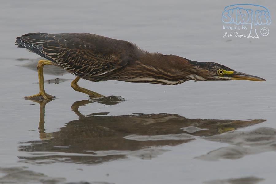 Green Heron - Butorides virescens