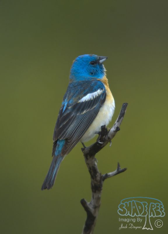 Lazuli Bunting - Passerina amoena