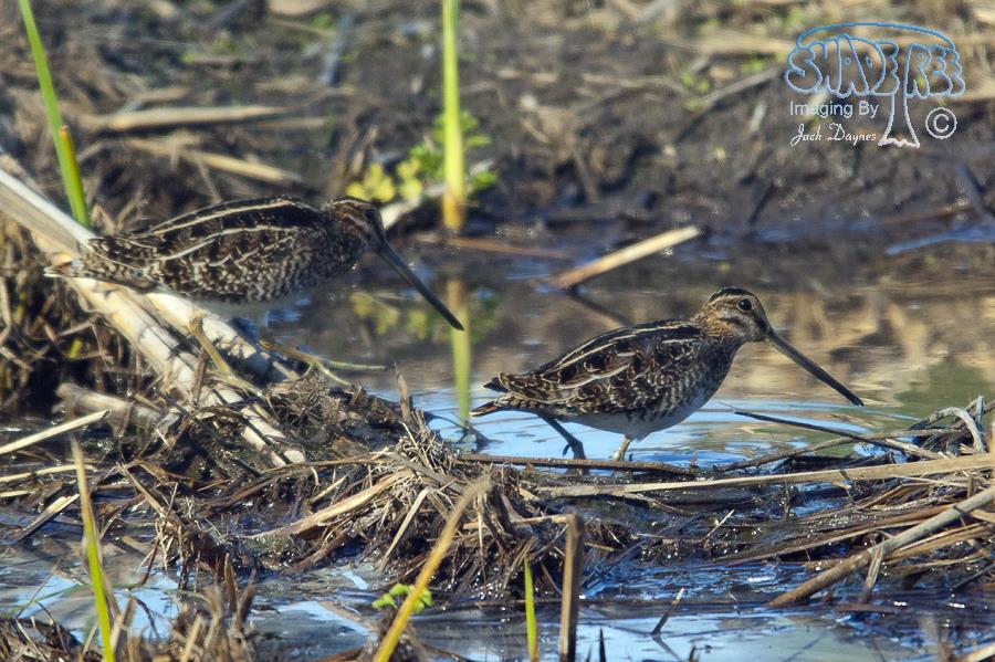 Wilson's Snipe - Gallinago delicata