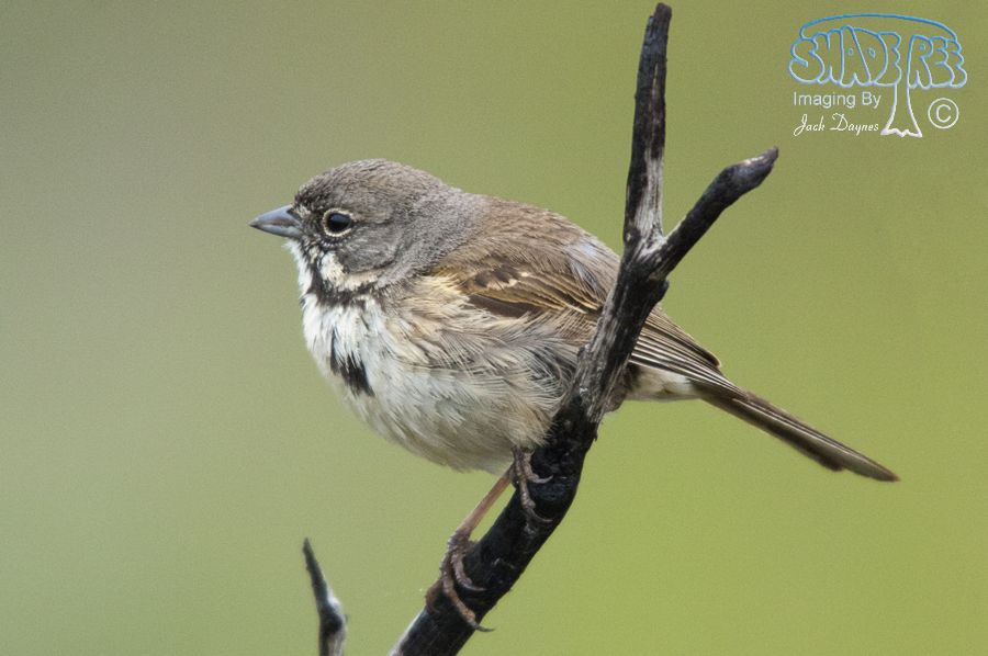 Bell's Sparrow - Artemisiospiza belli