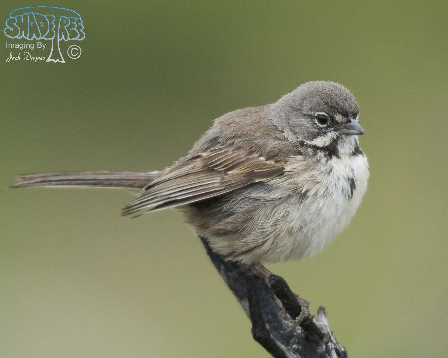 Bell's Sparrow - Artemisiospiza belli