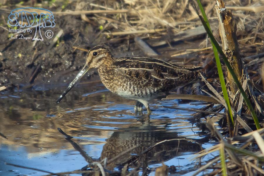 Wilson's Snipe - Gallinago delicata