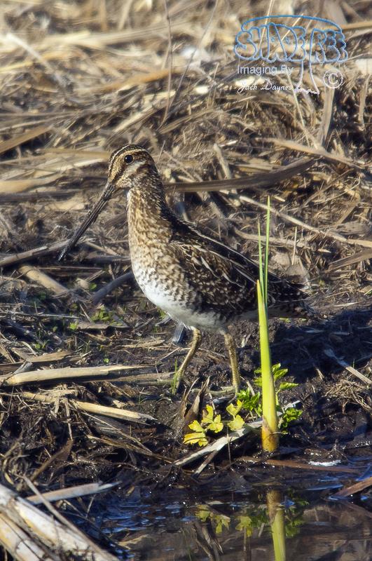 Wilson's Snipe - Gallinago delicata