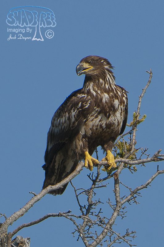Bald Eagle - Haliaeetus leucocephalus