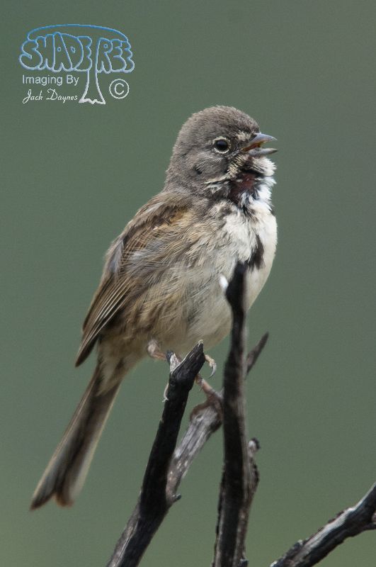 Bell's Sparrow - Artemisiospiza belli
