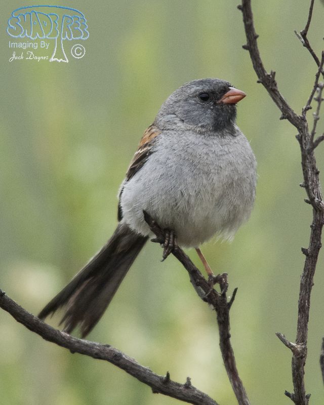 Black-Chinned Sparrow - Spizella atrogularis