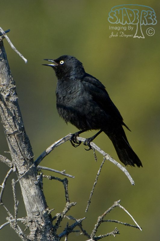 Rusty Blackbird - Euphagus carolinus