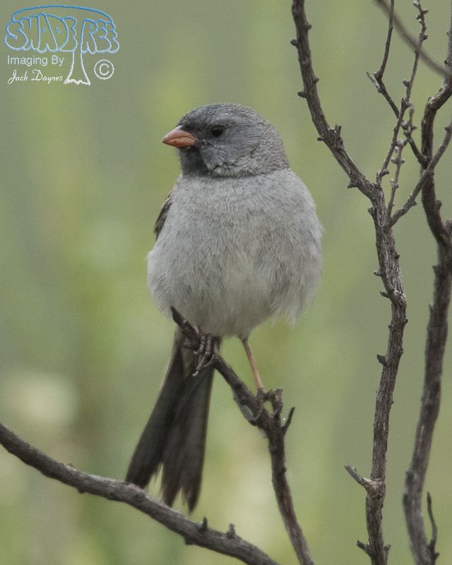 Black-Chinned Sparrow - Spizella atrogularis