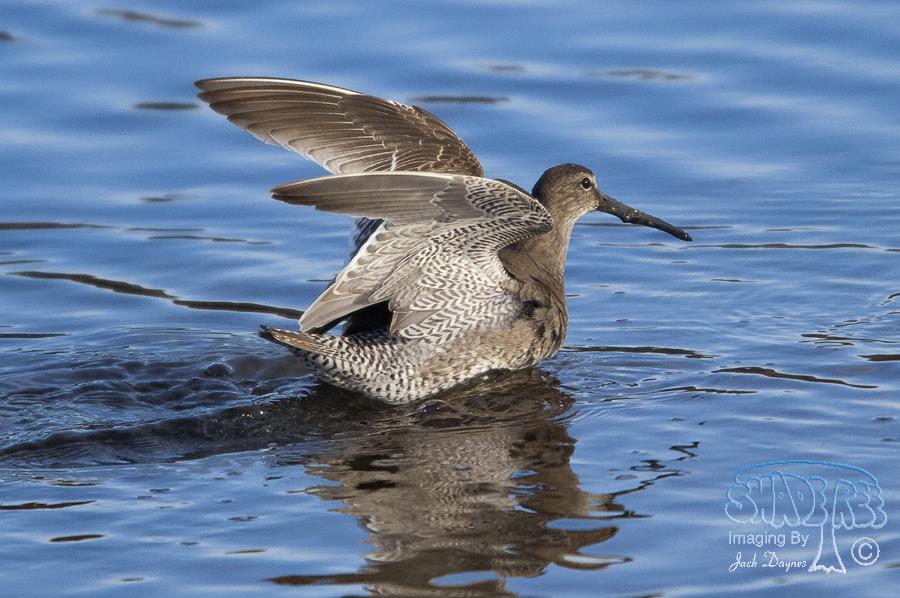 Long-Billed Dowitcher - Limnodromus scolopaceus