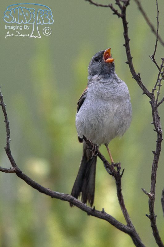Black-Chinned Sparrow - Spizella atrogularis