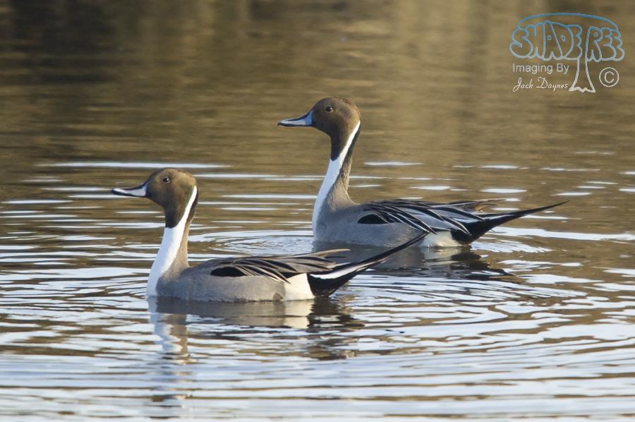 Northern Pintail - Anas acuta