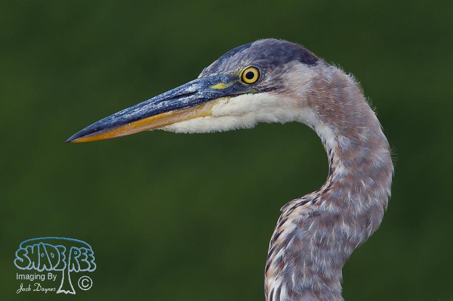 Great Blue Heron - Ardea herodias