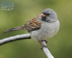 Black-Chinned Sparrow - Spizella atrogularis