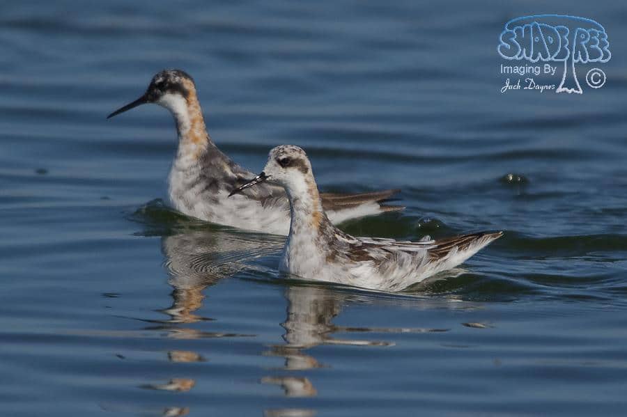 Red-Necked Phalarope - Phalaropus lobatus