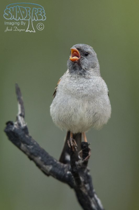 Black-Chinned Sparrow - Spizella atrogularis