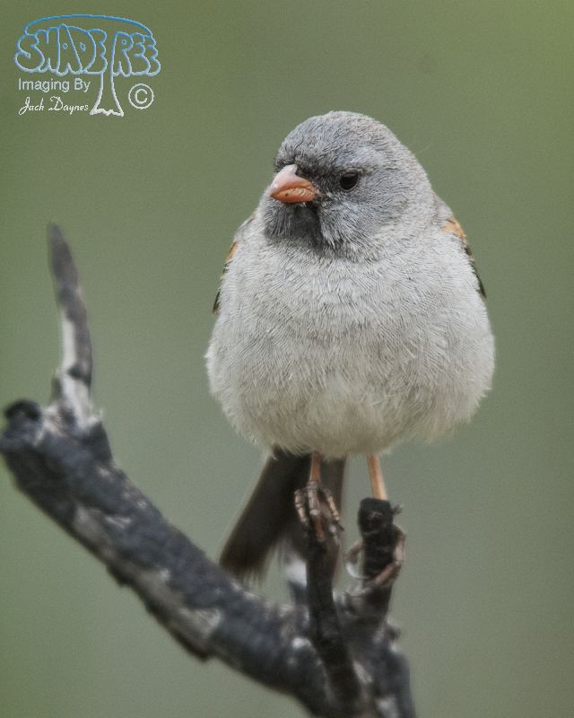Black-Chinned Sparrow - Spizella atrogularis
