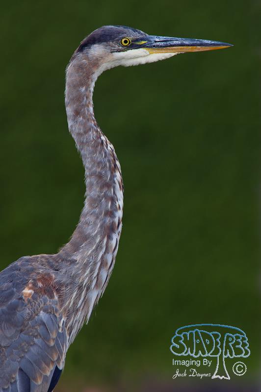 Great Blue Heron - Ardea herodias