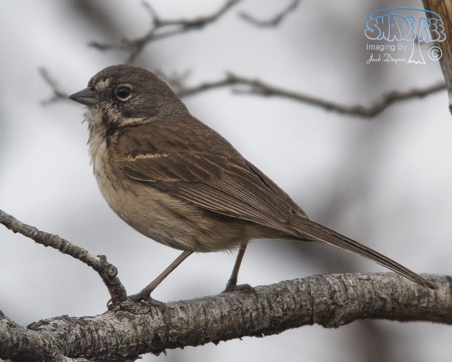Bell's Sparrow - Artemisiospiza belli