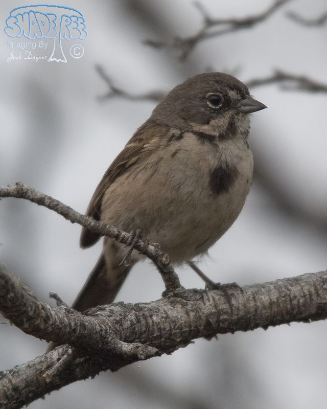 Bell's Sparrow - Artemisiospiza belli