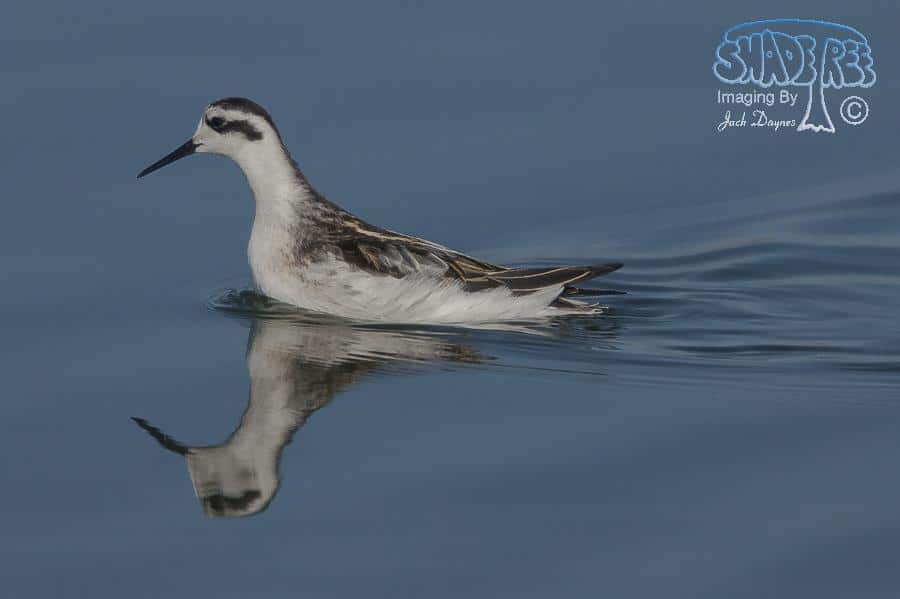 Red-Necked Phalarope - Phalaropus lobatus