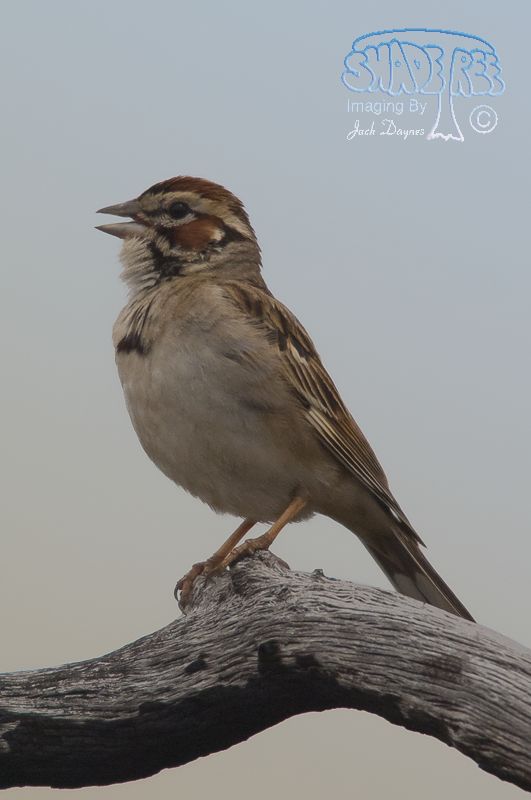 Lark Sparrow - Chondestes grammacus