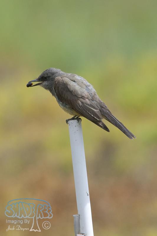 Cassin's Kingbird - Tyrannus vociferans