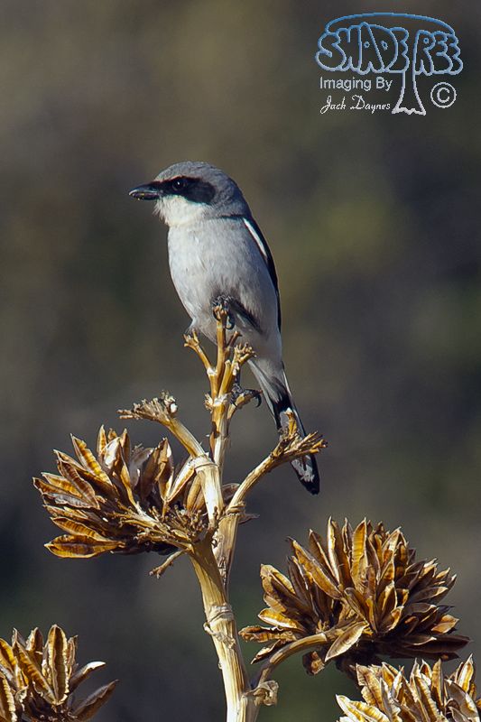 Loggerhead Shrike - Lanius ludovicianus