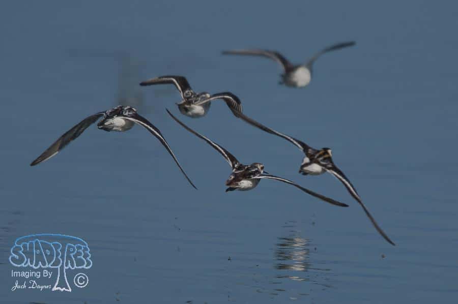 Red-Necked Phalarope - Phalaropus lobatus