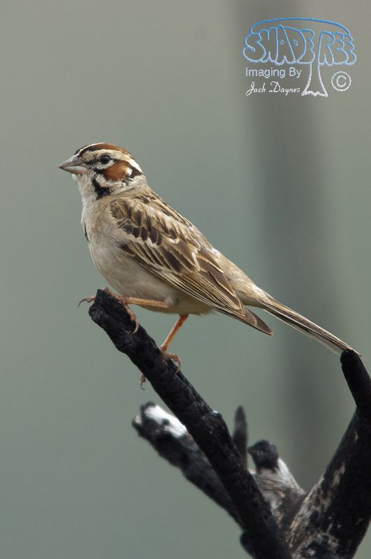 Lark Sparrow - Chondestes grammacus