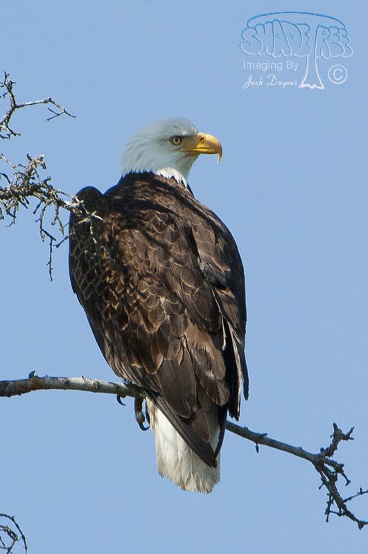 Bald Eagle - Haliaeetus leucocephalus