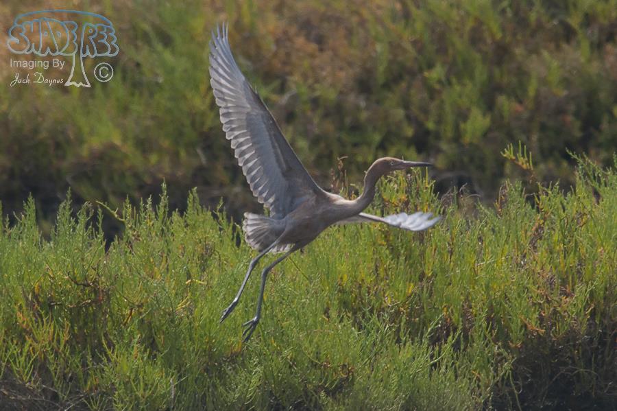 Reddish Egret - Egretta rufescens