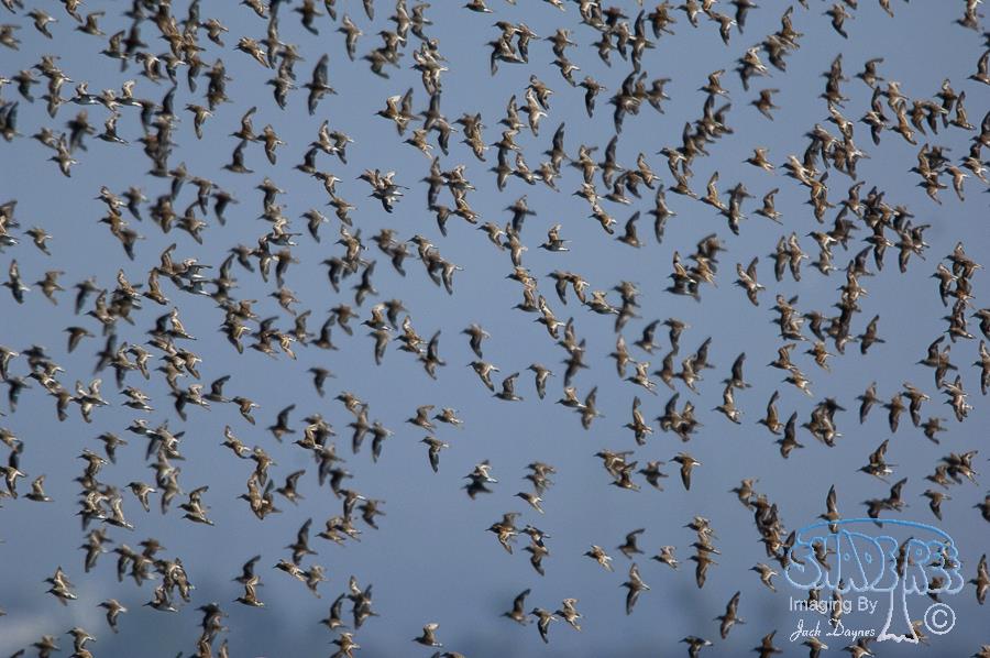 Western Sandpiper - Calidris mauri