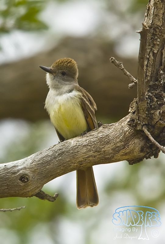 Ash-Throated Flycatcher - Myiarchus cinerascens