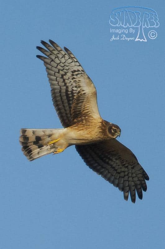 Northern Harrier - Circus cyaneus