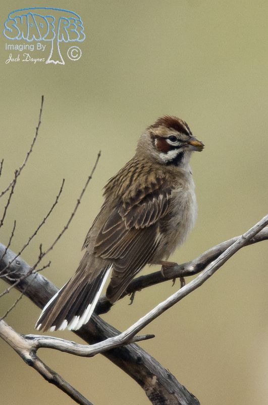 Lark Sparrow - Chondestes grammacus