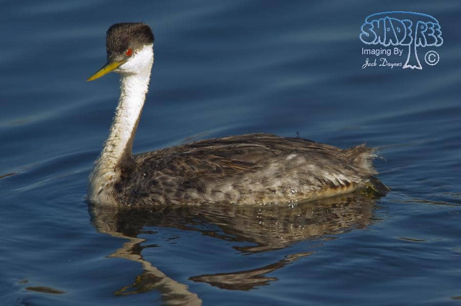 Western Grebe - Aechmophorus occidentalis