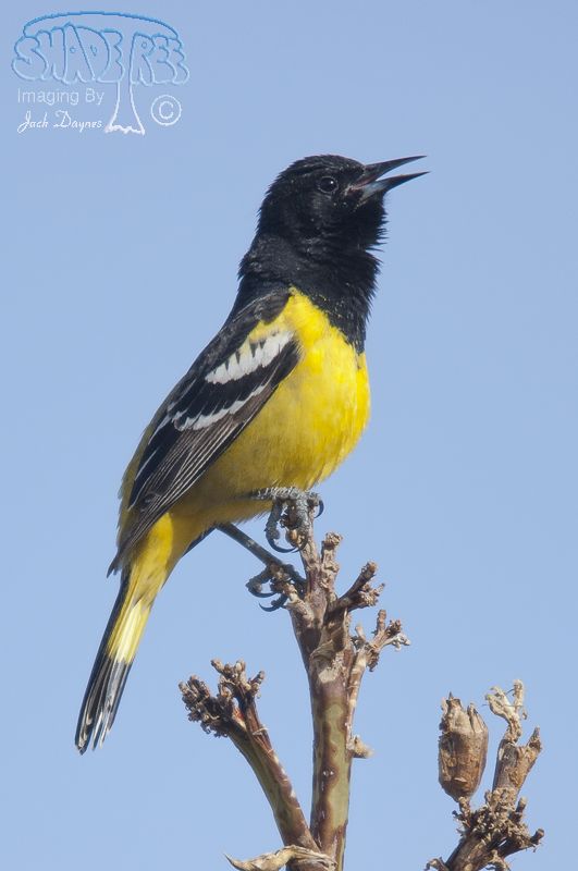 Scott's Oriole - Icterus parisorum