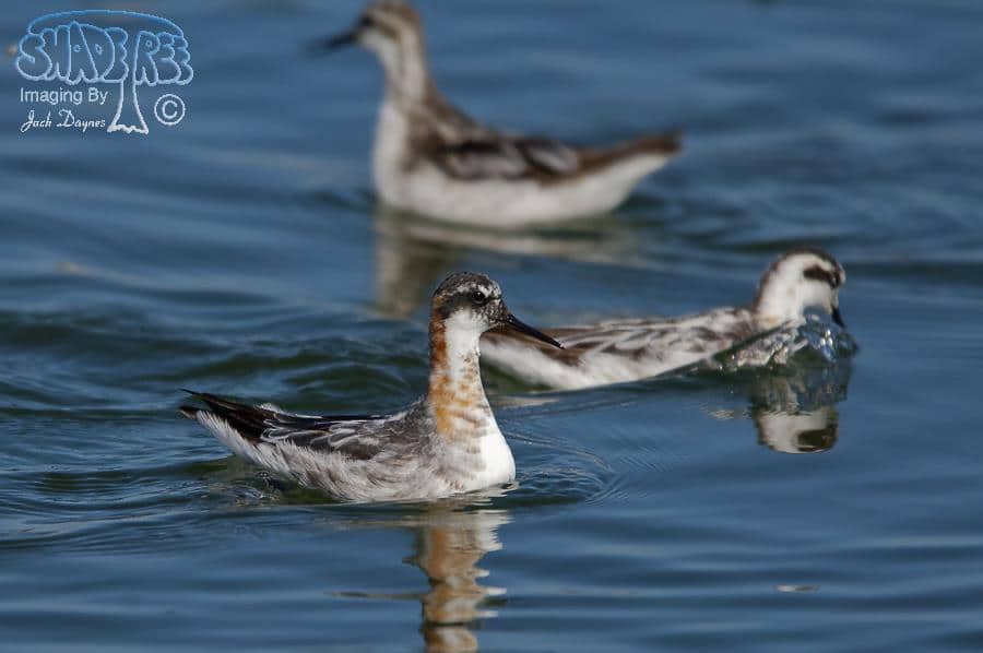 Red-Necked Phalarope - Phalaropus lobatus