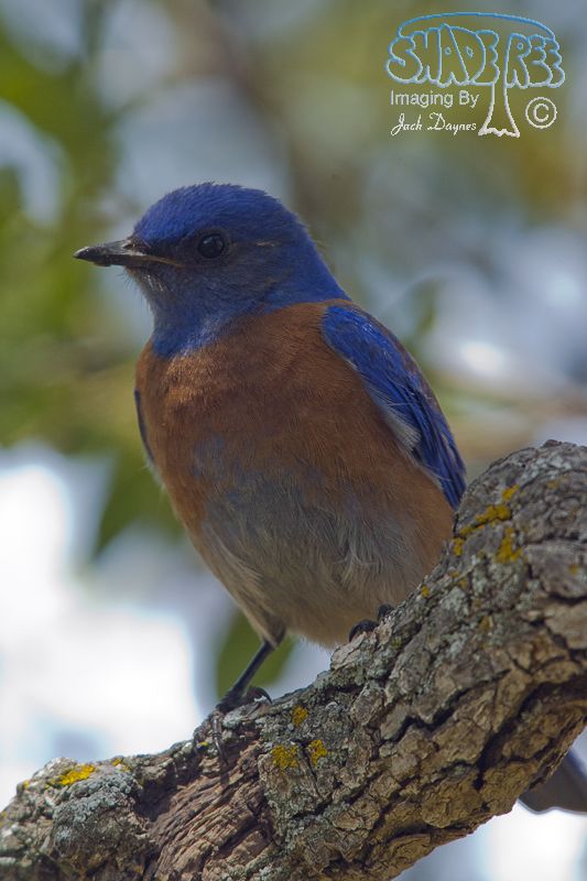 Western Bluebird - Sialia mexicana