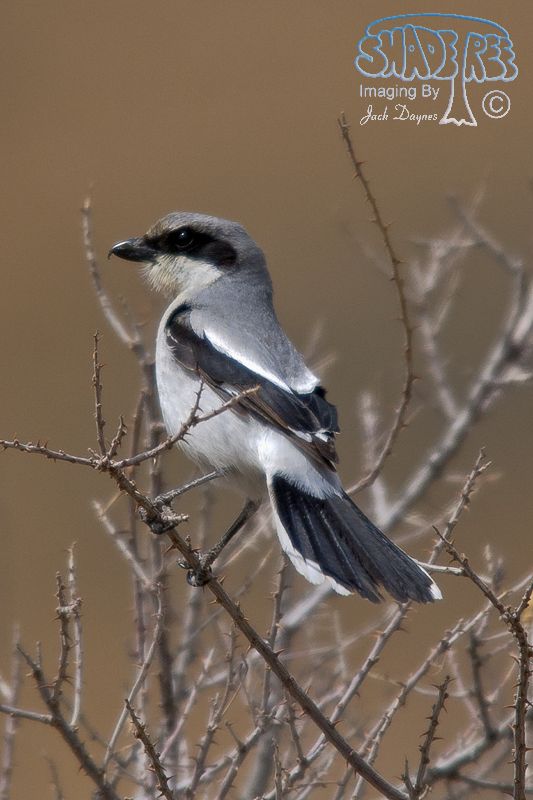 Loggerhead Shrike - Lanius ludovicianus