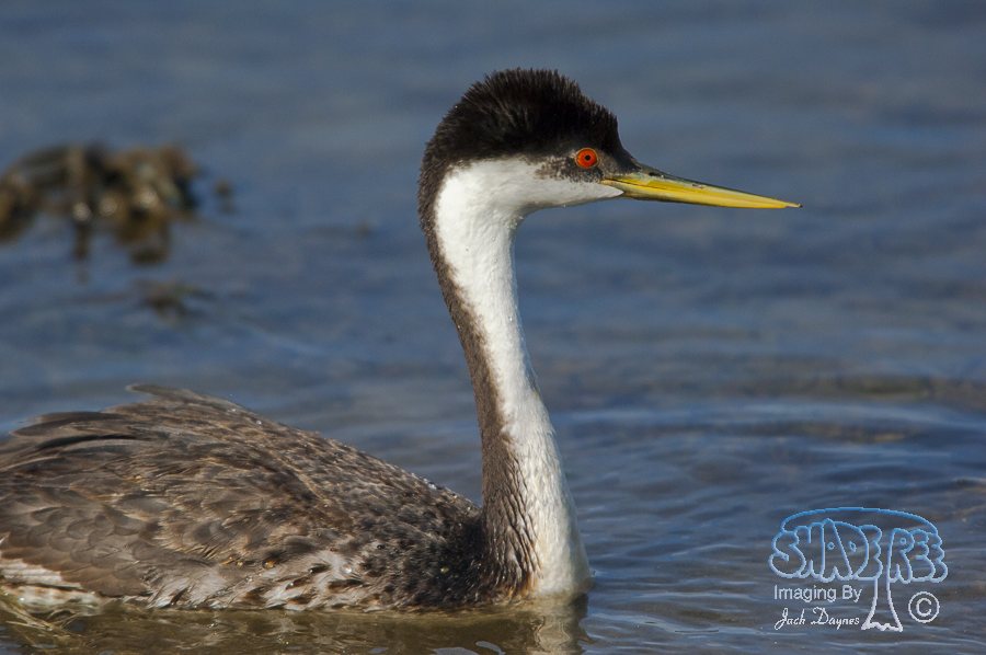 Western Grebe - Aechmophorus occidentalis