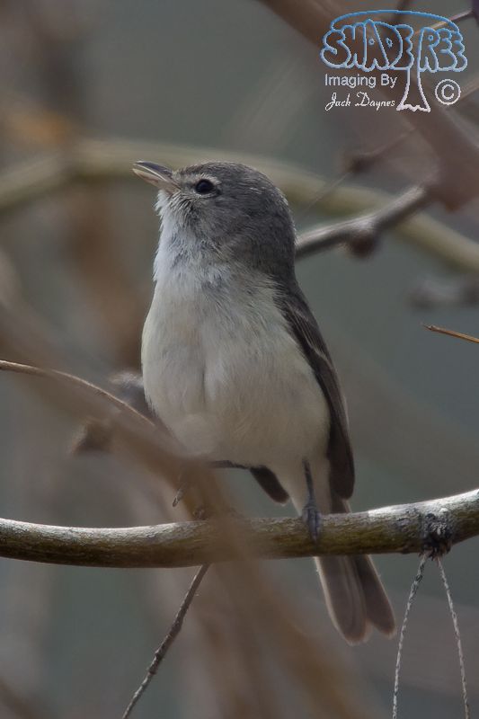 Bell's Vireo - Vireo bellii