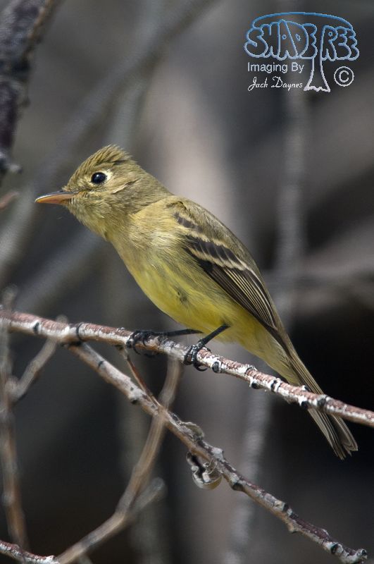 Pacific-Slope Flycatcher - Empidonax difficilis