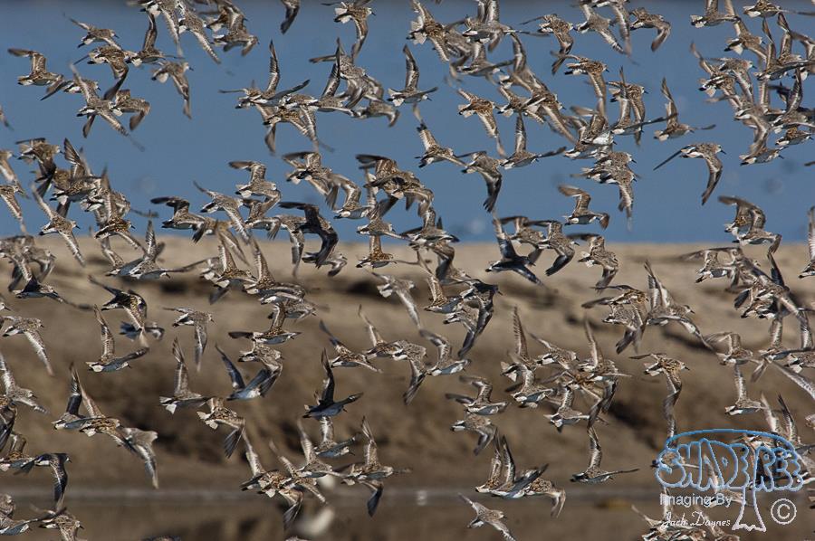 Western Sandpiper - Calidris mauri