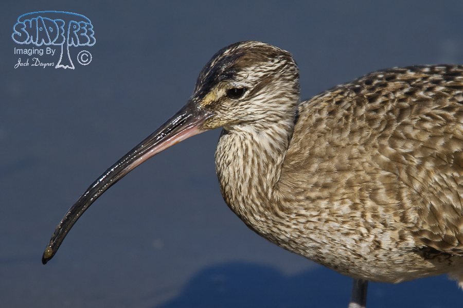 Whimbrel - Numenius phaeopus