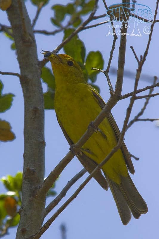 Western Tanager - Piranga ludoviciana