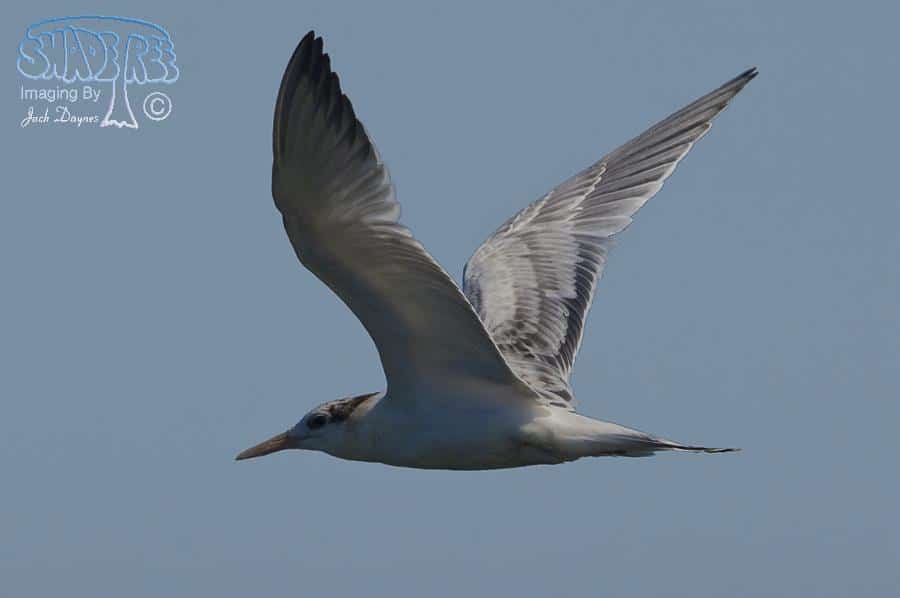 Elegant Tern - Thalasseus elegans