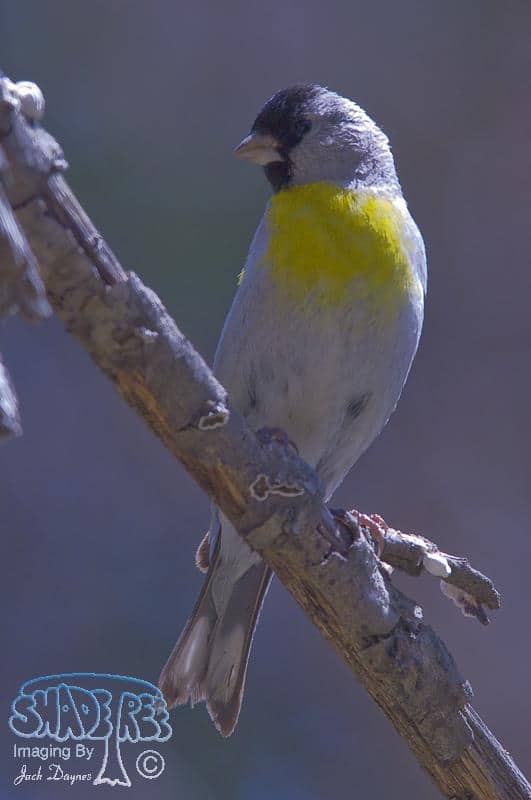Lawrence's Goldfinch - Carduelis lawrencei