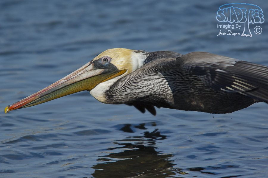 Brown Pelican - Pelecanus occidentalis