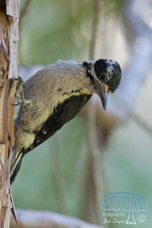 Hairy Woodpecker - Picoides villosus